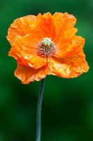 Papaver rupifragum 'Tangerine Dream'