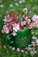 Antique mug with mixed Prunus including Prunus cerasifera 'Nigra', Prunus padus 'Colorata', Prunus spinosa and Myosotis