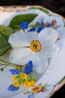 Narcissus, Primula veris and Omphalodes cappadocica on antique plate 