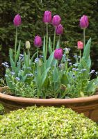 Terracotta pot with tulips and forget-me-nots at Manor Farm Holywell, Warwickshire  