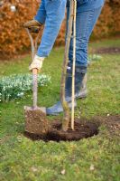 Step by step guide to planting containerised fruit trees in to open ground - Backfill around the sides of the plant.