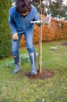 Step by step guide to planting containerised fruit trees in to open ground - Firm down the soil with your feet to get rid of air pockets near the roots.