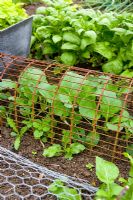 Protected vegetable seedlings 