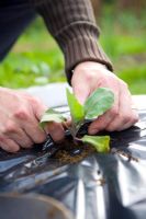 Planting through plastic sheet