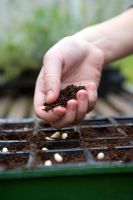 Sowing lettuce seeds into divided trays