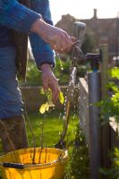 Planting autumn bare rooted raspberries 