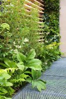 Rodgersia, Phyllostachys aurea, Angelica archangelica, Luzula nivea and Dryopteris with industrial scaffold boards and metal mesh walkway in The Eco Chic Garden, sponsored by Helios - Gold medal winner for Best Urban Garden at RHS Chelsea Flower Show 2009