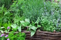 Hazel screen fencing a raised bed of herbs and medicinal plants, The Pilgrims Rest Garden, sponsered by 1066 Country - Silver-Gilt Flora medal winner for Courtyard Garden at RHS Chelsea Flower Show 2009