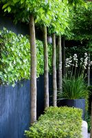 Libertia grandiflora in container, clipped yew and hornbeam hedge in The Daily Telegraph Garden, sponsored by The Daily Telegraph - Gold medal winner and Best Show Garden at RHS Chelsea Flower Show 2009
