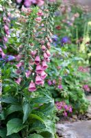 Digitalis x mertonensis - The Hesco Garden, sponsored by HESCO Bastion and Leeds City Council - Silver-Gilt medal winner at RHS Chelsea Flower Show 2009