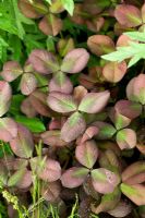 Trifolium repens 'Purpuracens' in Nature Ascending Garden - Gold medal winner for Urban Garden at RHS Chelsea Flower Show 2009
