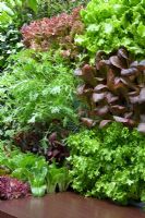 Outdoor kitchen with 'Edible Wall' of growing salad leaves, Lettuce, Mizuna, Pak Choi - Freshly Prepped by Aralia, sponsored by Pawley and Malyon, Heather Barnes, Attwater and Liell - Silver Flora medal winner for Courtyard Garden at RHS Chelsea Flower Show 2009
