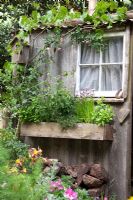 Old wooden shed with herbs in window box - The Fenland Alchemist Garden, sponsored by Giles Landscapes - Gold medal winner for Best Courtyard Garden at RHS Chelsea Flower Show 2009 