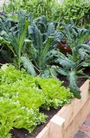 Lettuce 'Frills', Cavolo Nero and peas in raised beds in The Marston and Langinger 30th Anniversary Garden - RHS Chelsea Flower Show 2009

