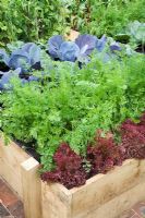 Lettuce 'Lollo Rosso', carrots, red cabbages and peas in The Marston and Langinger 30th Anniversary Garden - RHS Chelsea Flower Show 2009
