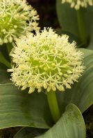 Allium karataviense 'Ivory Queen' - RHS Chelsea Flower Show 2009