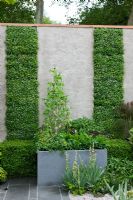 Vertical living wall planted with Lobelia pedunculata, sweet pea wigwam in centre - The Children's Society Garden and Gold medal winner for Urban Garden at RHS Chelsea Flower Show 2009
