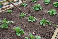 Using a rake to earth up ridges in raised vegetable bed with Potato 'Cara'