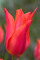 Tulipa 'Marjolein' - Lily flowered tulip in late April