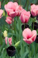 Tulipa 'Mirella', 'Paul Scherer' and 'Elegant Lady' - Tulips in late April