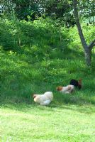 Pekin bantam hens in the long grass of an apple orchard