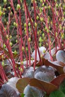 Cornus alba 'Sibirica' growing through leaves of Bergenia 'Bressingham Ruby' in March