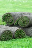 Rolls of freshly cut turf in early May