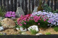 Alpine garden with Armeria maritima, Phlox 'Emerald Cushion Blue', Sedum pachyclados and Sempervivum - Thrift or Sea Pink, Stonecrop and Houseleek