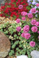 Sedum pachyclados and Armeria maritima in alpine garden - Stonecrop and Thrift or Sea Pink