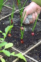 Adding potash to young onions in beds designed for square foot gardening