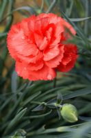 Dianthus 'Dianne' - Carnation