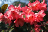 Rhododendron Mayday x Ethel