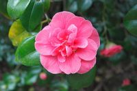 Camellia japonica 'Gloire de Nantes'