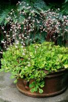 Saxifraga x urbium 'Aureopunctata' - Variegated London's Pride, flowering in a shallow terracotta pan