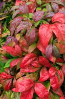 Nandina domestica 'Firepower' - Heavenly Bamboo, showing the red flushed new leaves