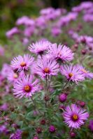 Aster 'Barrs Rose'