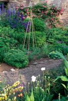 Part of the long border with Rosa 'Zephirine Drouhain' on wall and Delphiniums, Papaver in foreground - Cefntilla