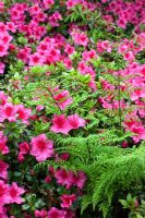 Azalea 'Vuyk's Rosy Red' growing amongst ferns