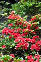 Azalea japonica 'Geisha Orange'