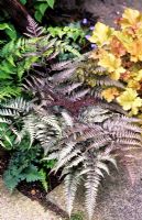Athyrium niponicum 'Pictum' syn. f. metallicum - Japanese painted fern 
