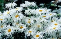 Leucanthemum superbum 'Phyllis Smith' - Shasta daisy 