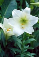 Lilium longiflorum 'White American'