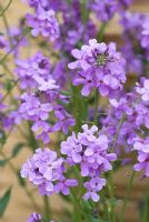 Lunaria annua - Honesty