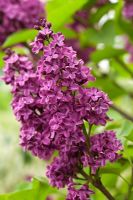 Syringa vulgaris 'Andenken an Ludwig Spath'