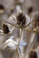 Seedheads of Eryngium gigantea 'Silver Ghost'