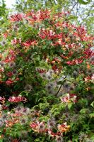 Fluffy seedheads of Clematis 'Purple Spider' and Lonicera periclymenum 'Belgica' 