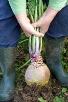 Harvesting swede