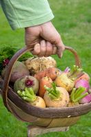 Harvested autumn vegetables in trug - Carrots, beetroot, parsnips and turnips