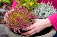 Making a mixed autumn container - Adding Calluna