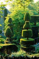 Yew Topiary - Plas Brondsnw